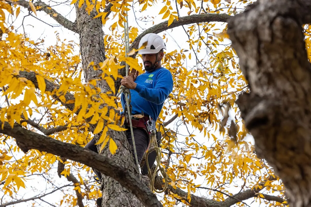 Skilled Storm Damage Cleanup crew working in Young America