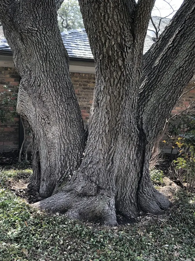 Mature heritage tree close to a Young America property cared for by certified arborists